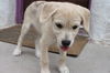 Rogue's pup Wade Wilson