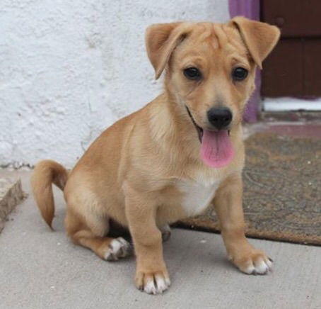 Rouge's pup Tony Stark