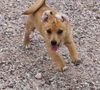 Rouge's pup Tony Stark