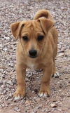 Rouge's pup Tony Stark