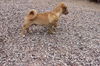 Rouge's pup Tony Stark