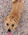 Rouge's pup Tony Stark