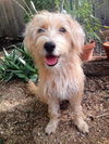 Rogue's pup Jean Grey