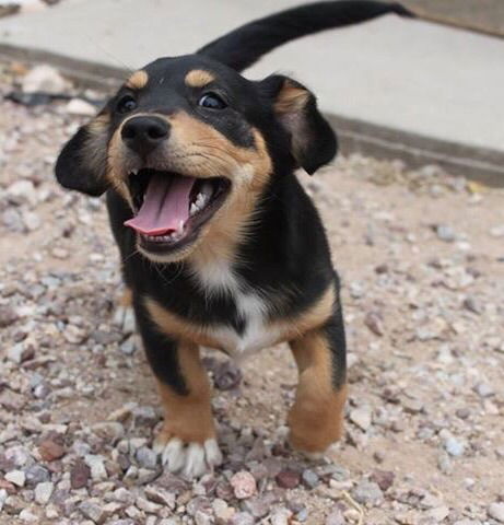 Rogue's pup Jubilee