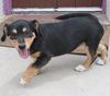 Rogue's pup Jubilee
