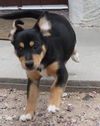 Rogue's pup Jubilee