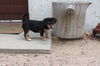 Rogue's pup Jubilee