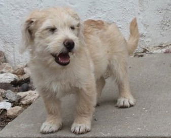 Rogue's pup Steve Rogers