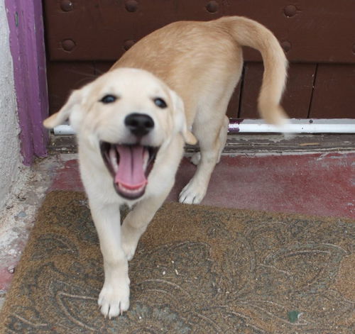 Rogue's pup Nick Fury