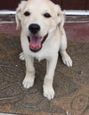Rogue's pup Nick Fury