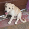Rogue's pup Nick Fury