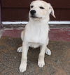 Rogue's pup Nick Fury