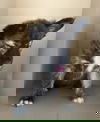 Shep pups Raederle