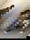 Shep pups Raederle