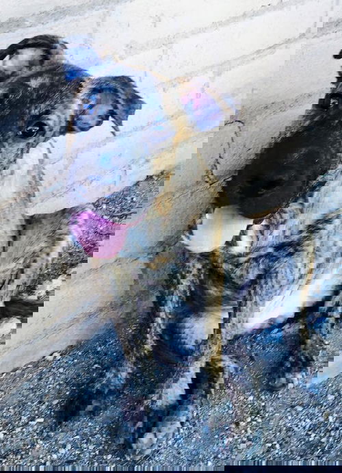 Sirius