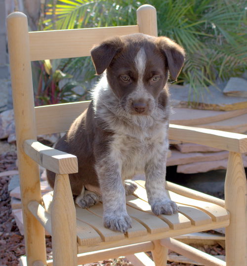Hope's pup Bruiser