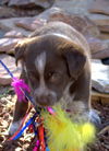 Hope's pup Bruiser