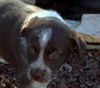 Hope's pup Bruiser