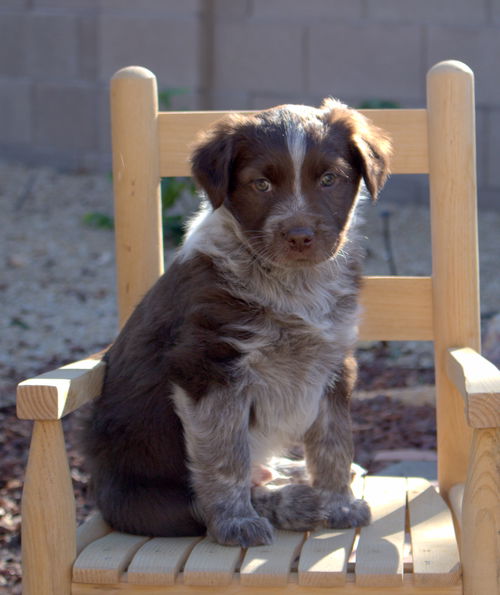 Hope's pup Diesel