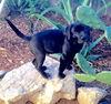 RR pup Hoss