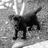 RR pup Hoss