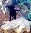 RR pup Hoss