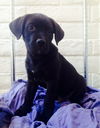 RR pup Hoss