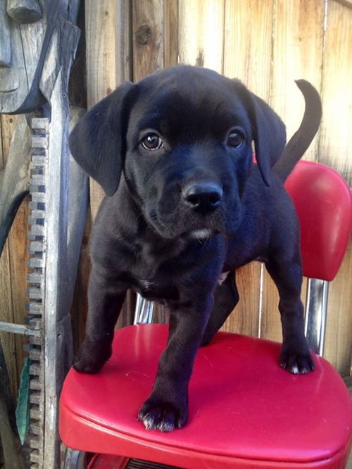 RR pup Hoss