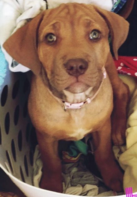 RR pup Hazel