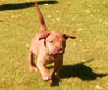 RR pup Hazel