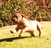 RR pup Hazel