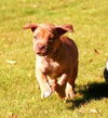 RR pup Hazel