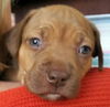 RR pup Hazel