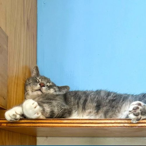 SNUGGLER - Domestic Short Hair available for adoption