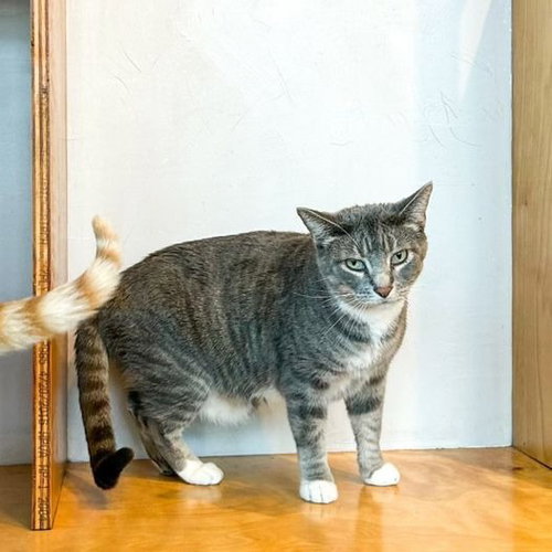 SNUGGLER - Domestic Short Hair available for adoption