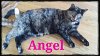 adoptable Cat in saint louis, MO named Angel (Courtesy Posting)