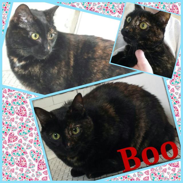 adoptable Cat in Saint Louis, MO named Boo (Courtesy Posting)