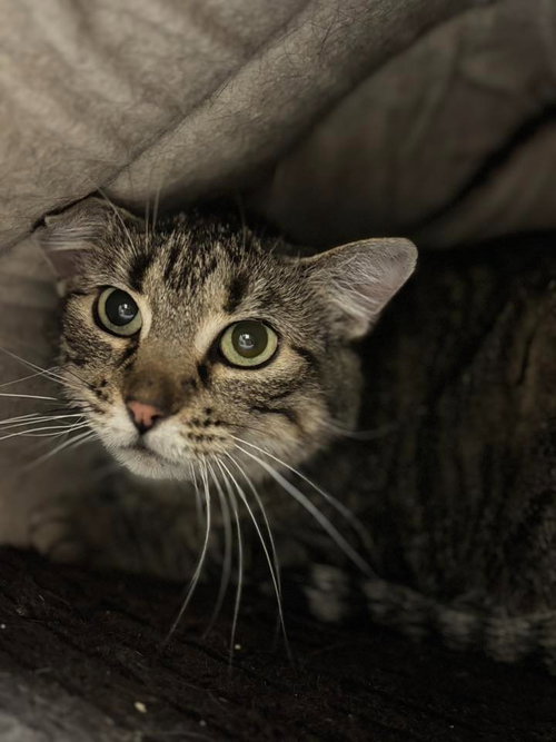 ZORRITA - Domestic Short Hair available for adoption