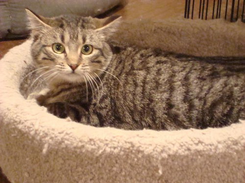 ZORRITA - Domestic Short Hair available for adoption