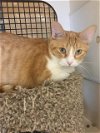 adoptable Cat in , MO named Larry