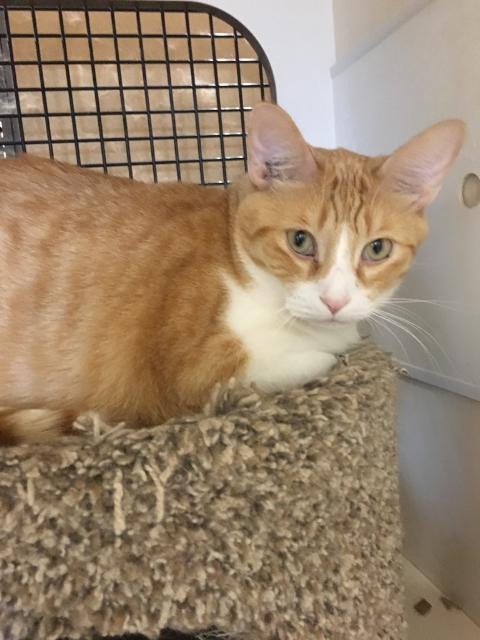 LARRY - Domestic Short Hair available for adoption