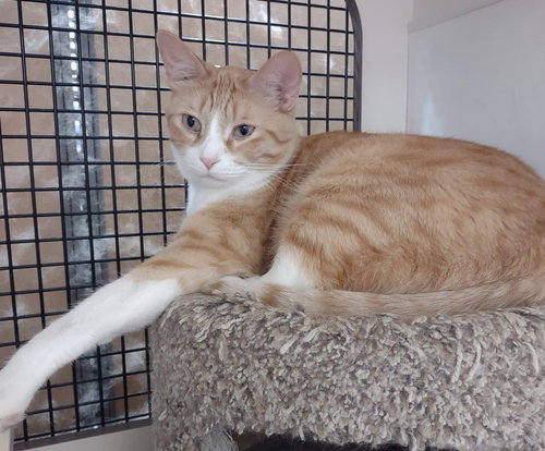 LARRY - Domestic Short Hair available for adoption