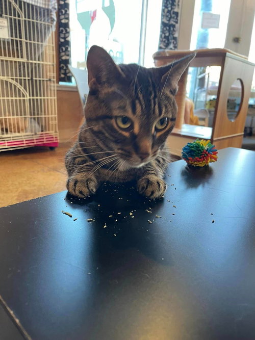 JUNIPER - Domestic Short Hair available for adoption