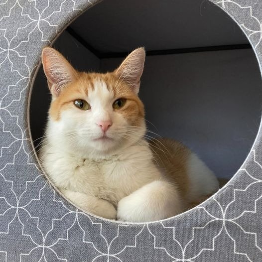 adoptable Cat in Saint Louis, MO named Oma