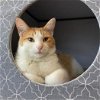 adoptable Cat in , MO named Oma