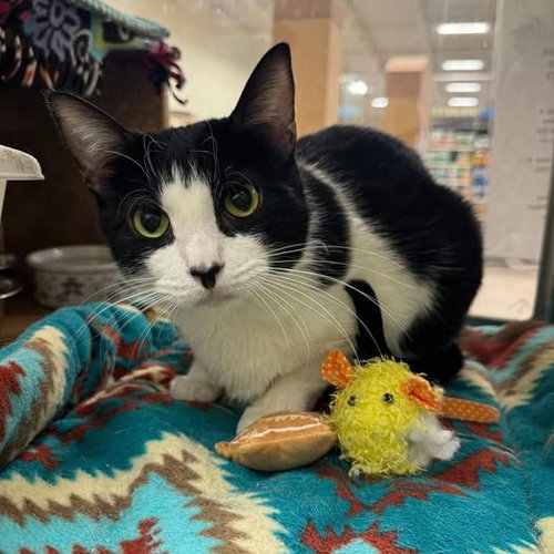 ZINC - Domestic Short Hair available for adoption