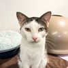 adoptable Cat in Saint Louis, MO named Chester