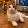 adoptable Cat in , MO named Lestat Vampurring