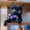 adoptable Cat in , MO named Minstrel