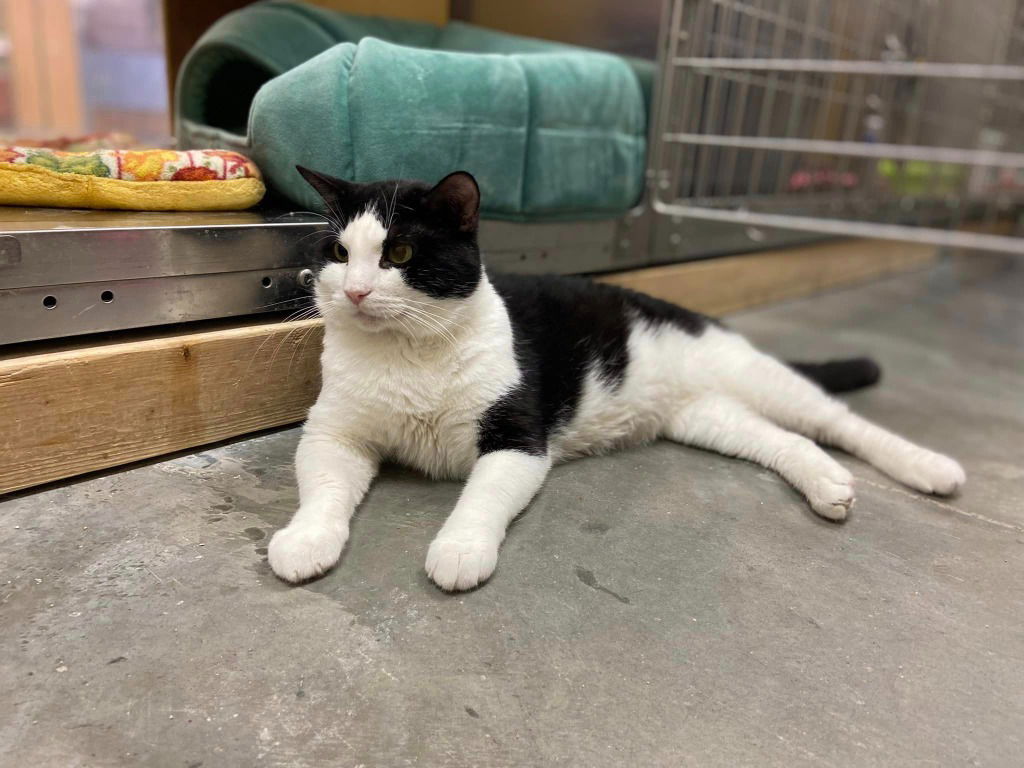 adoptable Cat in Saint Louis, MO named Pepe LePew